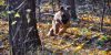 13. November 2016 - Dresdner Heide