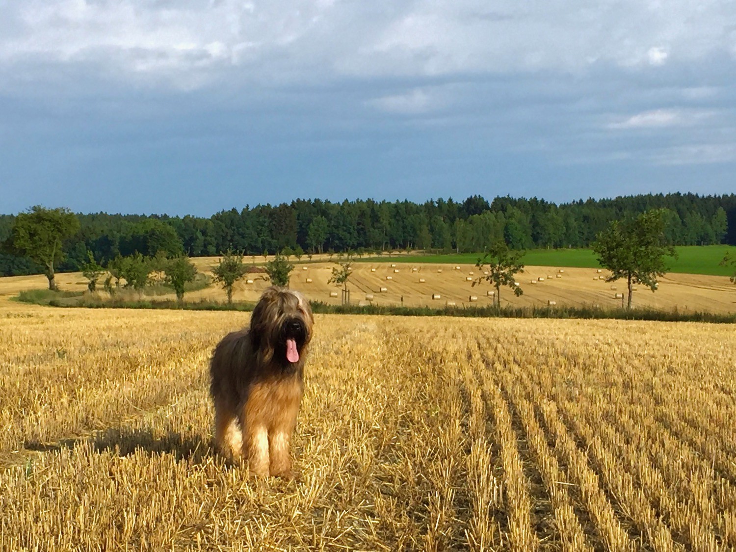 Das Leben geht weiter - Sommer im Erzgebirge