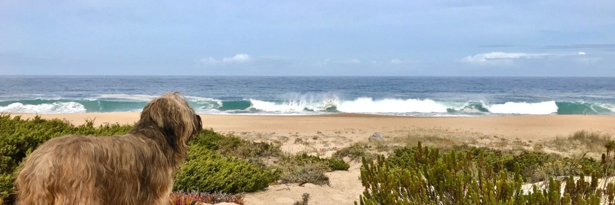 Portugal - ... was will Hund Meer?!?