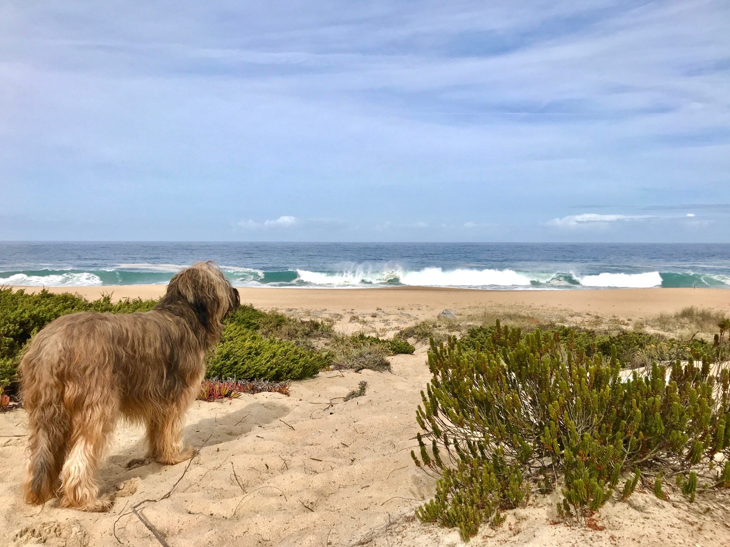 Portugal - ... was will Hund Meer?!?