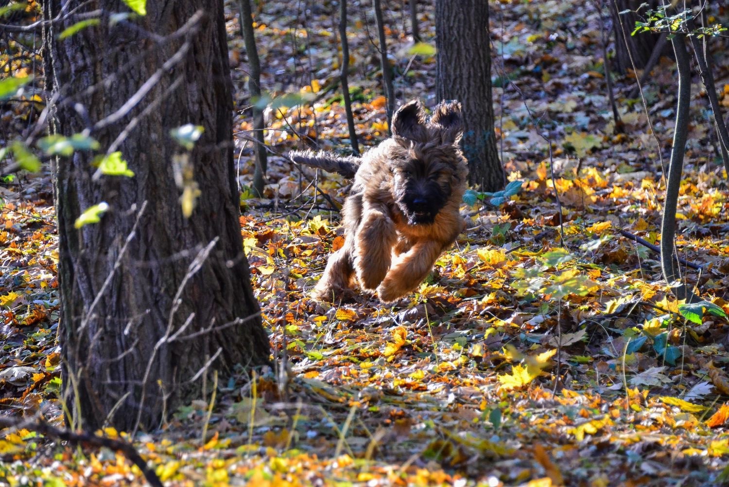 Mein erster Herbst